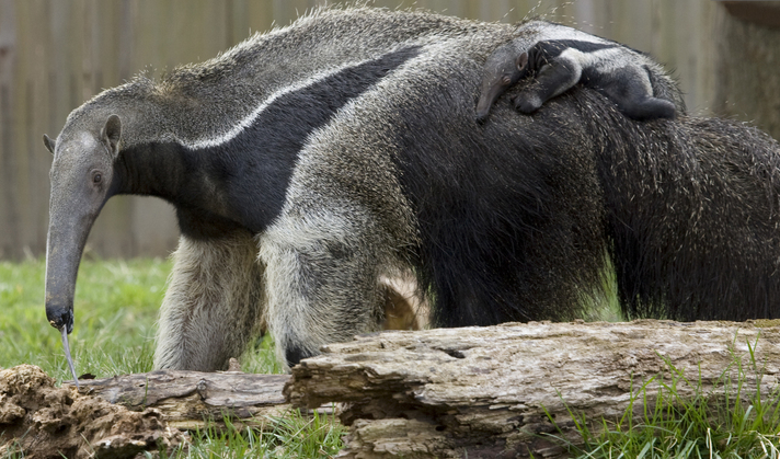 Anteater Image